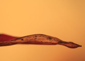 Is the 4% Rule Still Valid? A Deep Dive into Today’s Financial Landscape