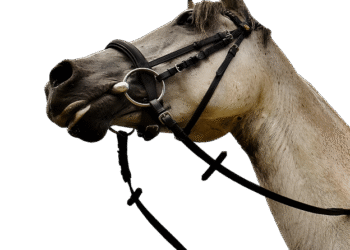 Struggling with Debt on a Tight Budget? Here’s Your Ultimate Guide to Financial Freedom