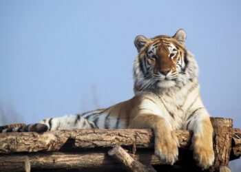 The Ultimate Guide to Understanding What a Good Credit Score Means for You