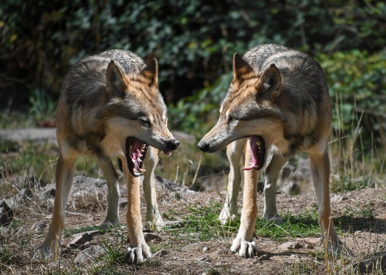 What Are Overdraft Fees? Understanding Their Impact on Your Wallet and How to Prevent Them What Are Overdraft Fees? Understanding Their Impact on Your Wallet and How to Prevent Them