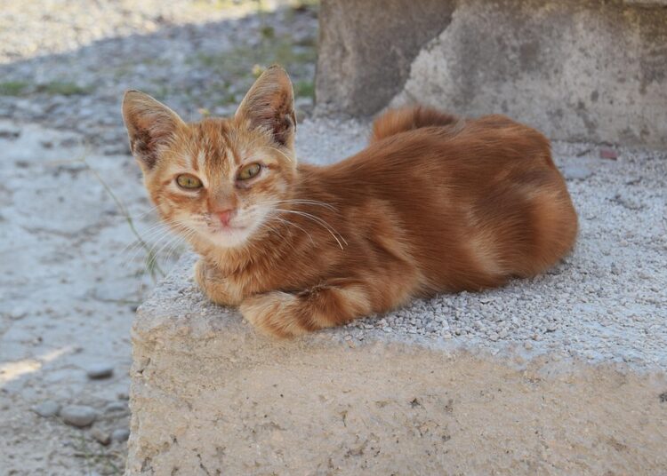 What Do You Really Need to Open a Bank Account? A Step-by-Step Guide