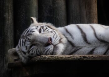 What Is a Good Credit Score and Why It Matters for Your Financial Future?