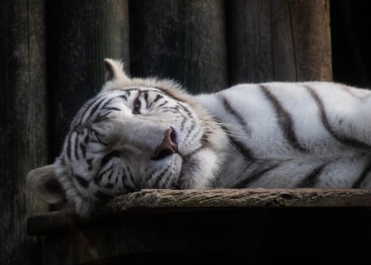 What Is a Good Credit Score and Why It Matters for Your Financial Future?