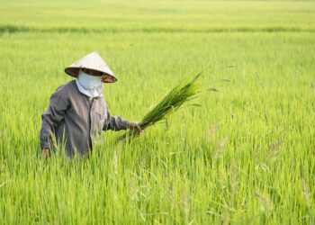 What is Tax-Loss Harvesting and How Does a Robo-Advisor Make It Easy?