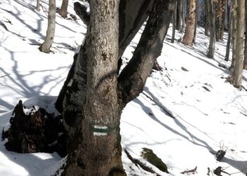 What is a Personal Brand? 5 Essential Elements You Need to Know