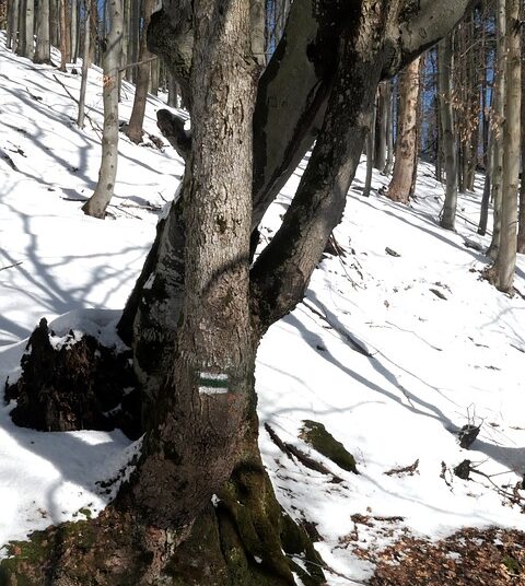 What is a Personal Brand? 5 Essential Elements You Need to Know