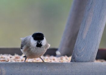 10 Frugal Living Tips: How to Be More Frugal and Live Well on Less