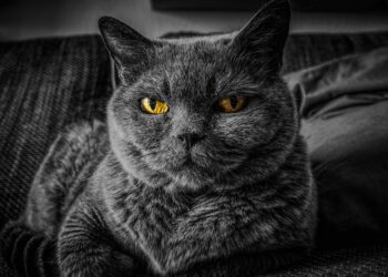 10 Smart Ways to Cut Pet Care Costs Without Compromising Quality 10 Smart Ways to Cut Pet Care Costs Without Compromising Quality