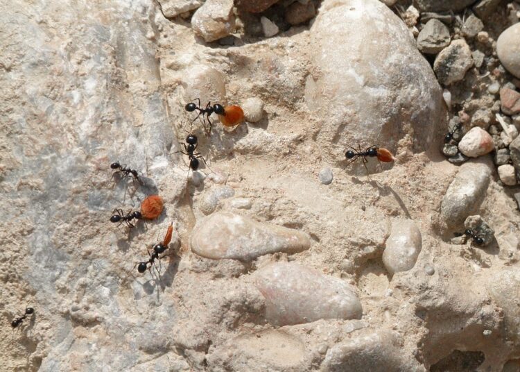 Are ETFs and Index Funds the Key to Financial Security? Exploring Their Diversification Benefits Are ETFs and Index Funds the Key to Financial Security? Exploring Their Diversification Benefits