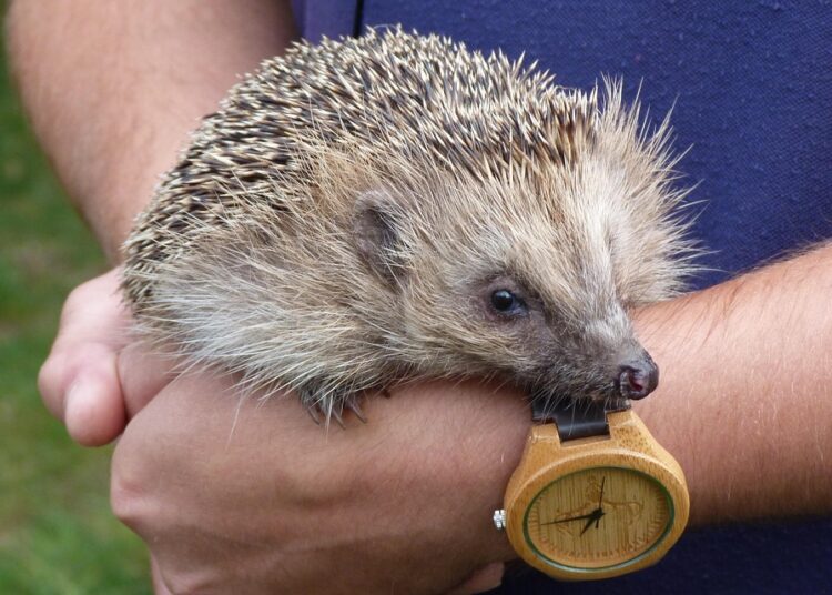 Are Robo-Advisors Right for You? Unpacking How They Handle Dividends