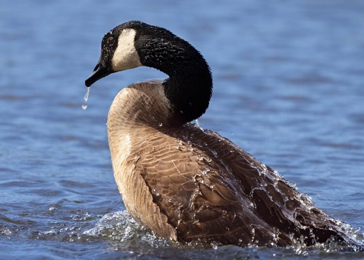 Are Robo-Advisors Worth It? Discover the Best Options for Canadian Investors