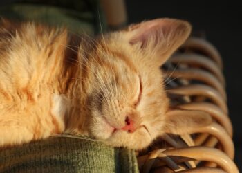 Are Roommates Sabotaging Your Budget? Signs to Watch For in Frugal Living