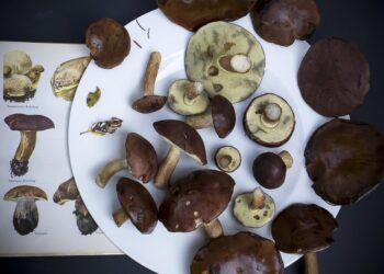 Are You Choosing the Right Robo-Advisor? How to Make the Best Comparison!