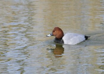 Are You Making These Common Retirement Planning Mistakes? Find Out Now!