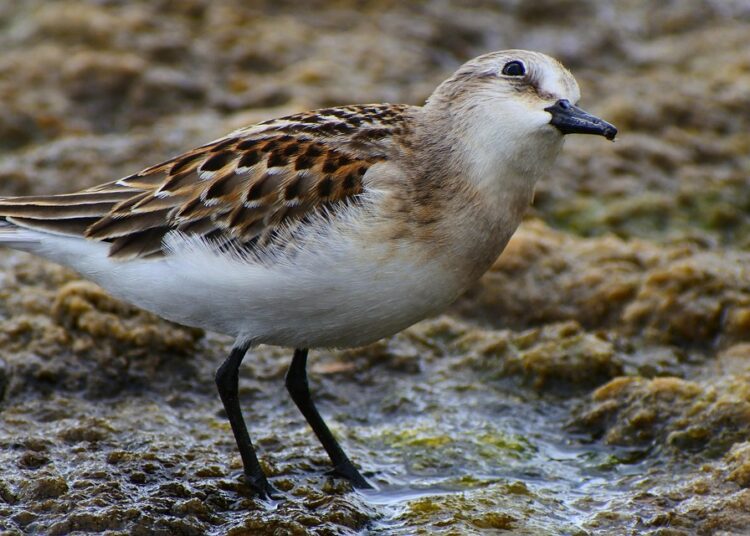 Are You Making These Mistakes in Your High-Yield Savings Account? How to Manage It Better