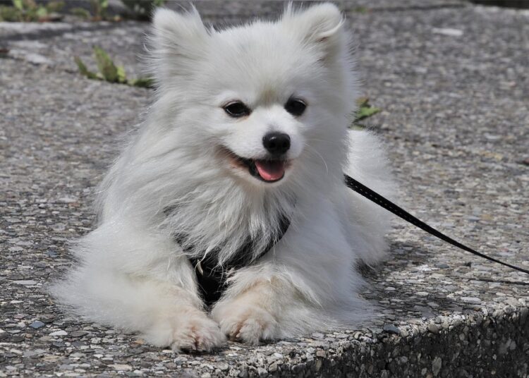 Are You Paying Too Much? How to Get the Best Interest Rate on a Car Loan and Save Thousands