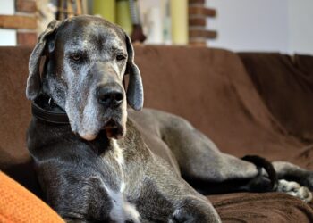 Are Your Pet Expenses Breaking the Bank? 7 Frugal Living Strategies You Need to Try!