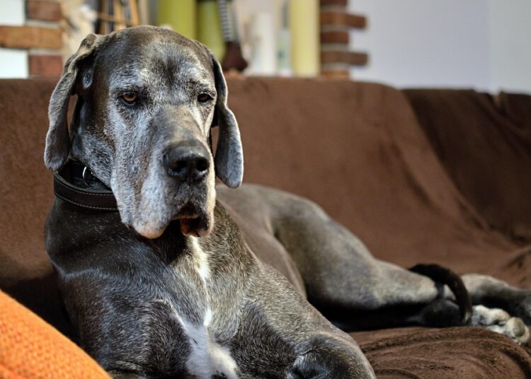 Are Your Pet Expenses Breaking the Bank? 7 Frugal Living Strategies You Need to Try!