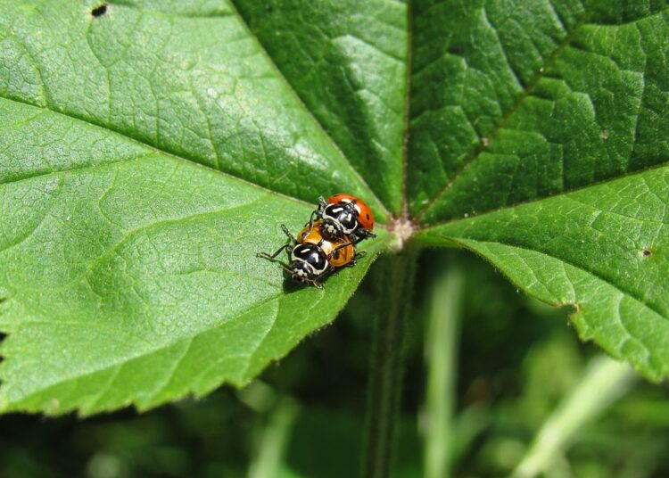 Avoid These 5 Common Mistakes When Using Robo-Advisors for Your First Investment