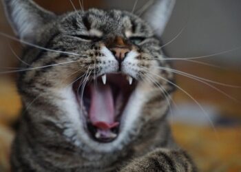 Feeling Overwhelmed by Debt? Here’s How to Deal with Debt Stress Like a Pro