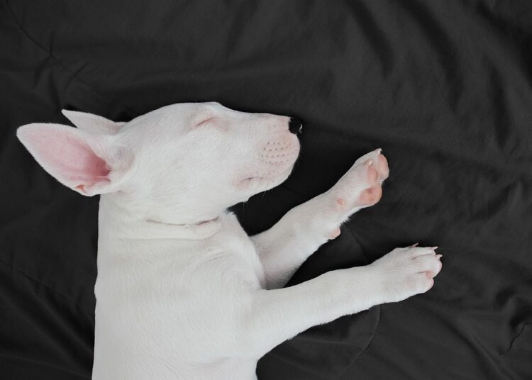 How to Profit in a Bull Market: Strategies for Savvy Investors