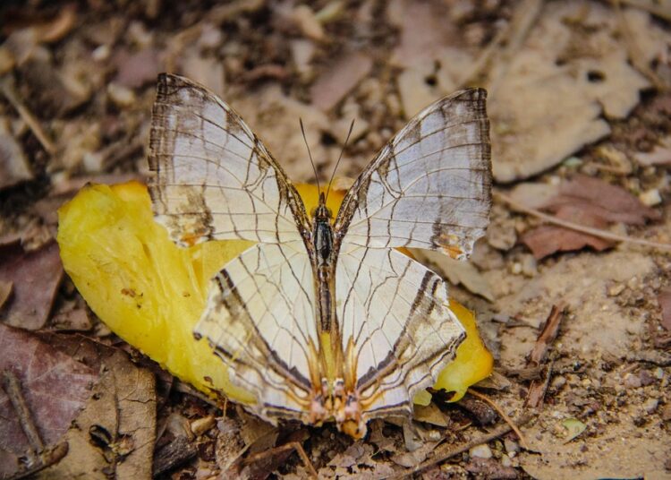 How to Set Up a SIMPLE IRA in Just 5 Easy Steps: A Beginner’s Guide