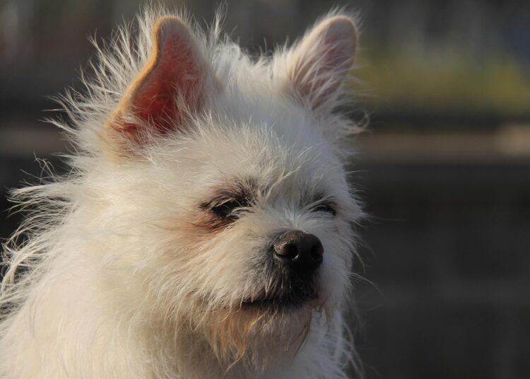 Is Becoming an Authorized User Worth It? Here’s What You Need to Know Is Becoming an Authorized User Worth It? Here’s What You Need to Know