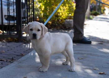 Is a High-Yield Savings Account Right for You? Answering Your Most Pressing Questions