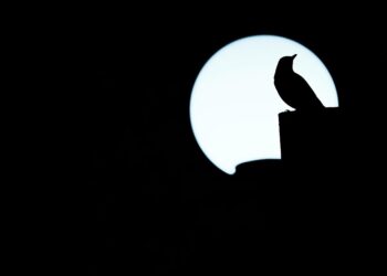 Robo-Advisors vs. Traditional Financial Advisors: Which Alternative is Right for You?