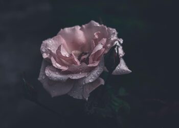 Struggling with Credit After Bankruptcy? Here’s How You Can Overcome It!