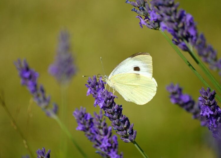 What is the 4% Rule for Retirement? Here’s How It Can Help You Live Comfortably After Work