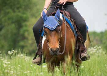 Wondering “How Do I Check My Credit Score for Free?” Here’s What You Need to Know