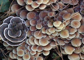 Wondering How to Improve Your Credit Score After a Collection? Here’s What You Need to Know!